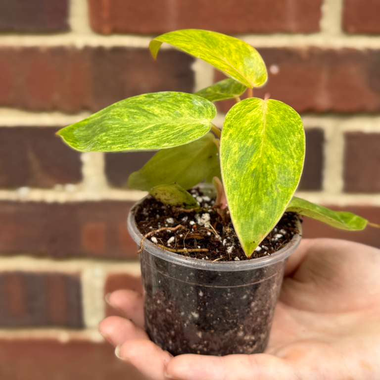 Philodendron Painted Lady in 2" Pot - Easy Care Tropical Gift Houseplant - Starter Plant - Bright Variegated Live Indoor Plant