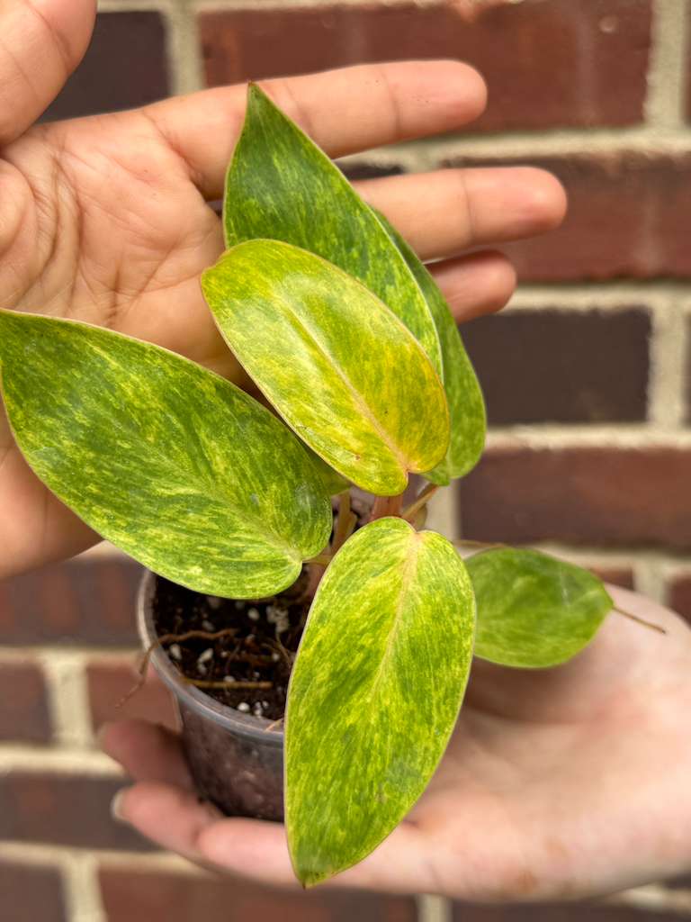Philodendron Painted Lady in 2" Pot - Easy Care Tropical Gift Houseplant - Starter Plant - Bright Variegated Live Indoor Plant