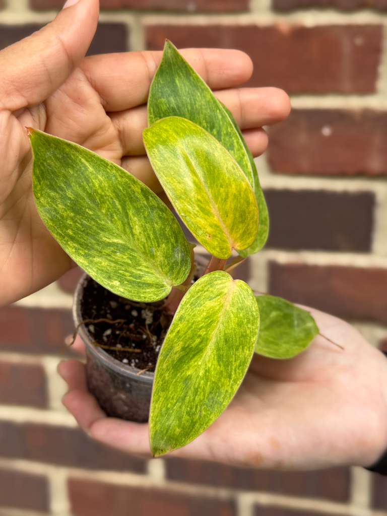Philodendron Painted Lady in 2" Pot - Easy Care Tropical Gift Houseplant - Starter Plant - Bright Variegated Live Indoor Plant