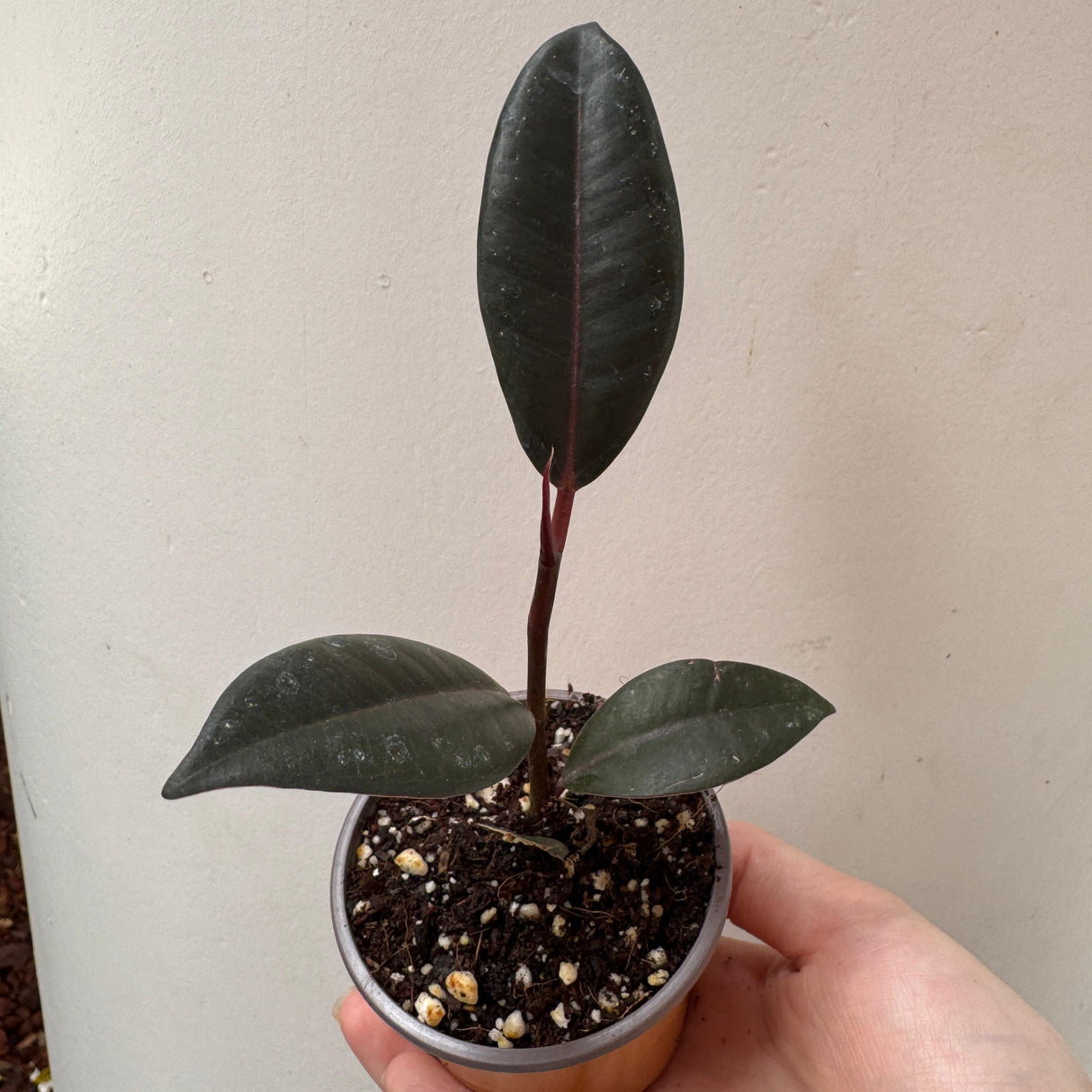 Burgundy Rubber Tree in 2" Grow Pot – Ficus elastica ‘Burgundy’ – Easy Care Indoor Houseplant with Dark Foliage – Low Maintenance Air Purifying Compact Plant