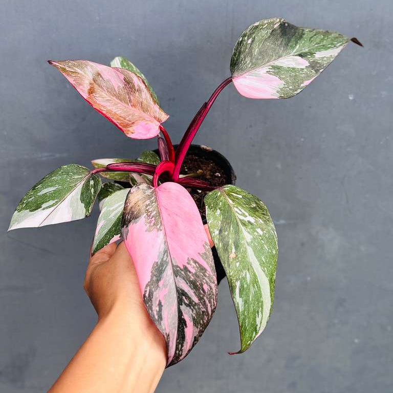 Philodendron Pink Princess with 4" Grow Pot - Variegated Live Pink Princess Marble - Tropical Gift Houseplant - Beginners Rare Plant