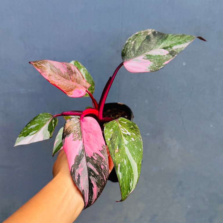 Philodendron Pink Princess with 4" Grow Pot - Variegated Live Pink Princess Marble - Tropical Gift Houseplant - Beginners Rare Plant