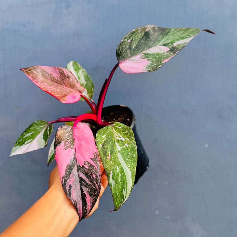 Philodendron Pink Princess with 4" Grow Pot - Variegated Live Pink Princess Marble - Tropical Gift Houseplant - Beginners Rare Plant