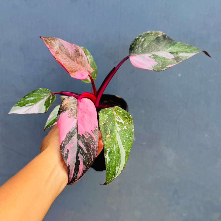Philodendron Pink Princess with 4" Grow Pot - Variegated Live Pink Princess Marble - Tropical Gift Houseplant - Beginners Rare Plant