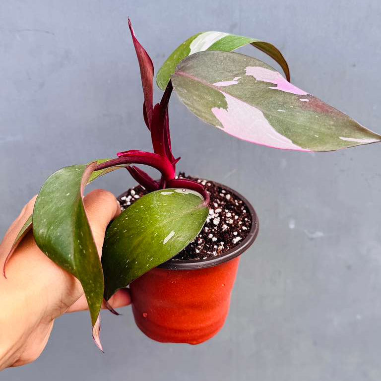 Philodendron Pink Princess with 3" Grow Pot - Variegated Live Pink Princess Marble - Tropical Gift Houseplant - Beginners Plant