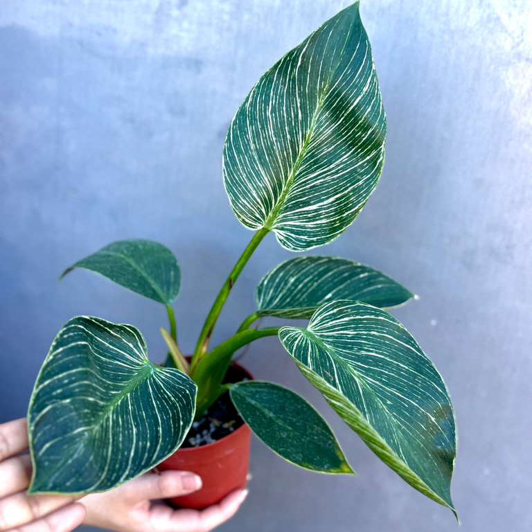 Variegated Philodendron Birkin Live Plant in 4" Grow Pot - Indoor & Outdoor Houseplant with White Stripes - Easy Care Plant