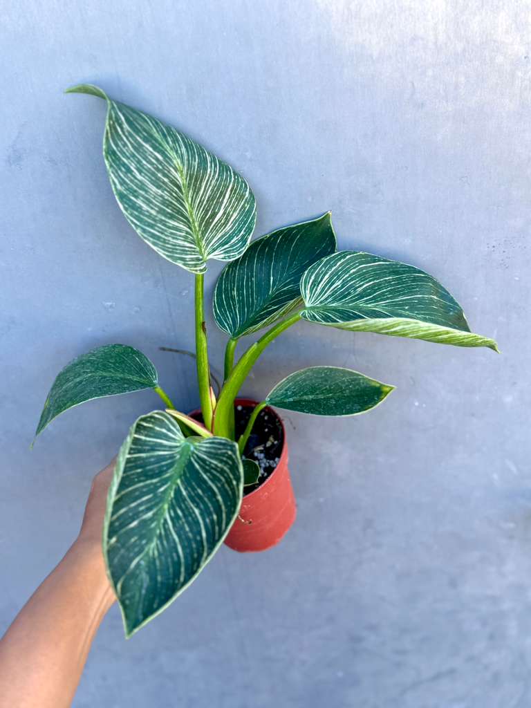 Variegated Philodendron Birkin Live Plant in 4" Grow Pot - Indoor & Outdoor Houseplant with White Stripes - Easy Care Plant