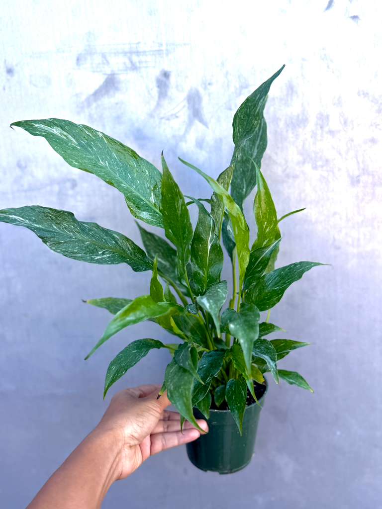 Variegated Peace Lily in a 4" Nursery Pot - Spathiphyllum Domino Peace Lily - Air-Purifying Indoor Plant - Large Low-Light Gift Plant