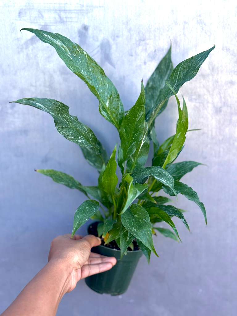 Variegated Peace Lily in a 4" Nursery Pot - Spathiphyllum Domino Peace Lily - Air-Purifying Indoor Plant - Large Low-Light Gift Plant