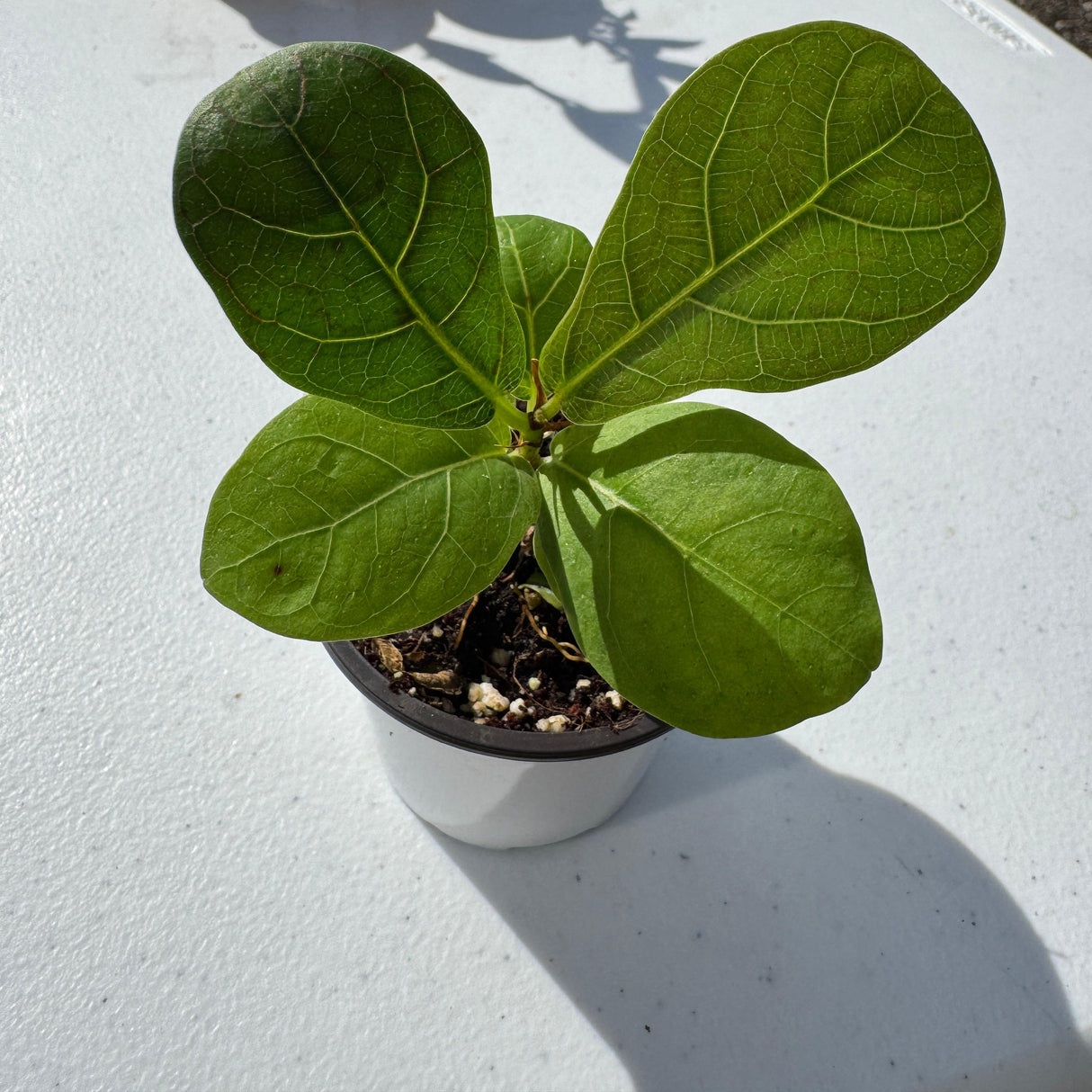 Fiddle Leaf Fig Tree in 2" Grow Pot – Live Ficus Lyrata – Indoor Fiddle Leaf Fig Plant – Easy Care Potted Fiddle Leaf Tree – Tiny Fig Tree for Home Décor Indoor Plant