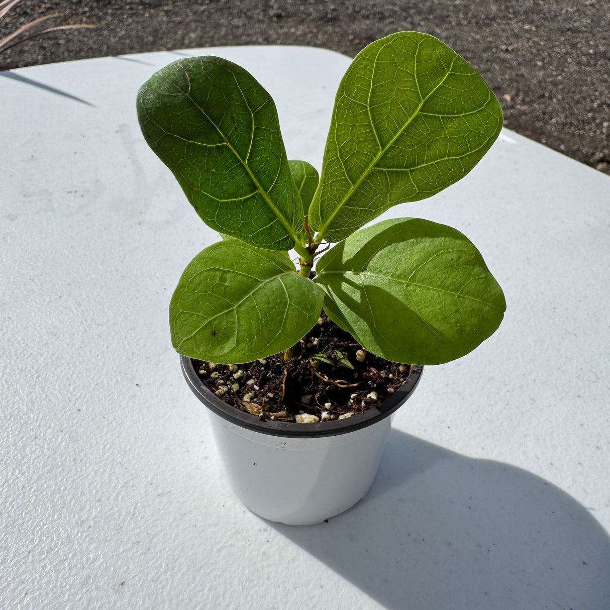 Fiddle Leaf Fig Tree in 2" Grow Pot – Live Ficus Lyrata – Indoor Fiddle Leaf Fig Plant – Easy Care Potted Fiddle Leaf Tree – Tiny Fig Tree for Home Décor Indoor Plant