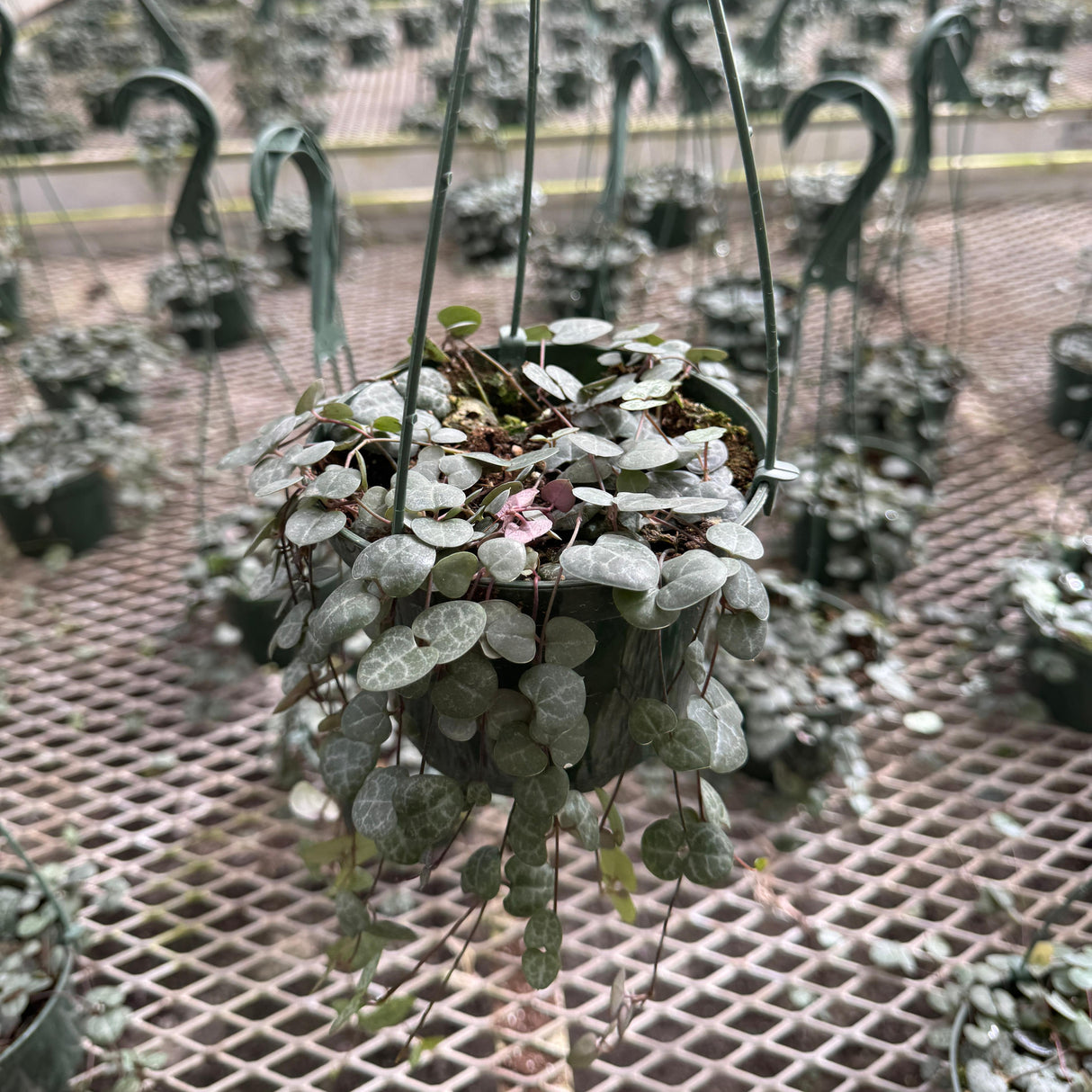 String of Hearts in 5" Hanging Basket – Ceropegia woodii – Trailing Succulent Houseplant – Easy Care Live Indoor Plant – Air Purifying & Low Maintenance Hanging Plant