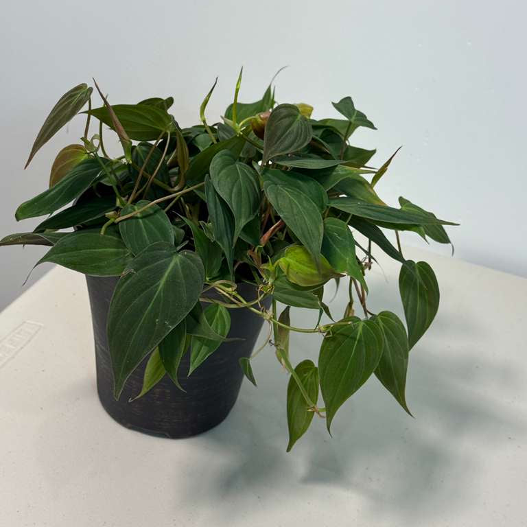 Philodendron Micans Velvet in 6" Grow Pot - Velvet Leaf - Heartleaf Philodendron - Rare Indoor Plant - Rare Hirt's - Easy Houseplant