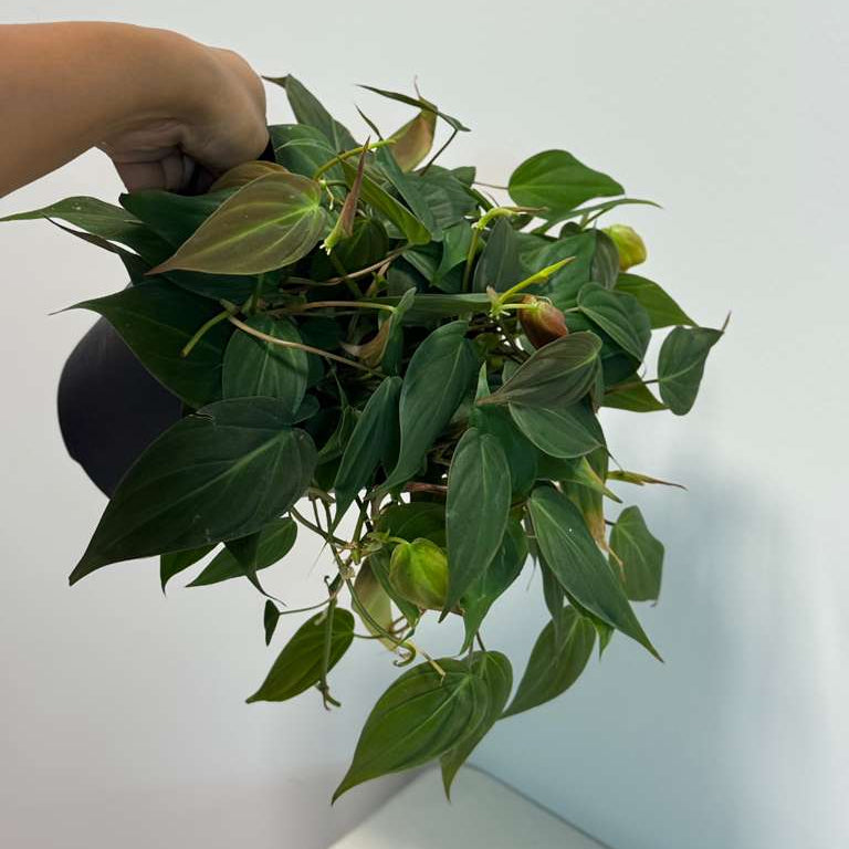 Philodendron Micans Velvet in 6" Grow Pot - Velvet Leaf - Heartleaf Philodendron - Rare Indoor Plant - Rare Hirt's - Easy Houseplant