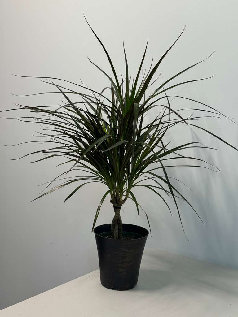 Dracaena Magenta Braid 6” Pot | Braided Dracaena Marginata | Low Maintenance Indoor Plant | Air Purifying Houseplant | Live Tropical Plant