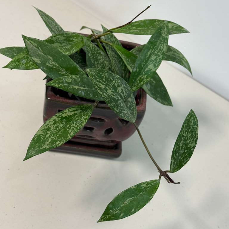 Hoya Splash 4” Grow Pot - Hoya Pubicalyx Silver Splash - Trailing Houseplant - Fast Growing - Live Indoor Gift Plant - Vining Plant