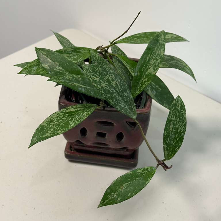 Hoya Splash 4” Grow Pot - Hoya Pubicalyx Silver Splash - Trailing Houseplant - Fast Growing - Live Indoor Gift Plant - Vining Plant