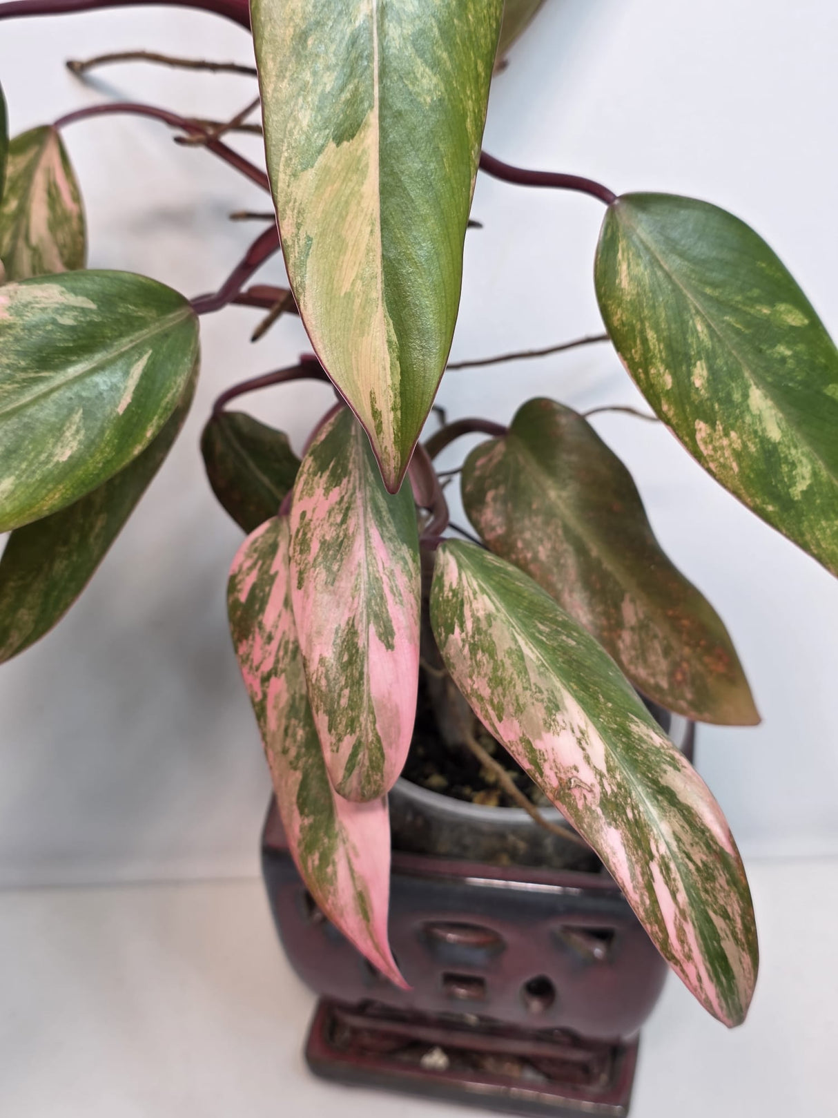 Variegated Philodendron Strawberry Shake - Rare Variegated Strawberry Collector Plant - Exact Same Plant - US Seller