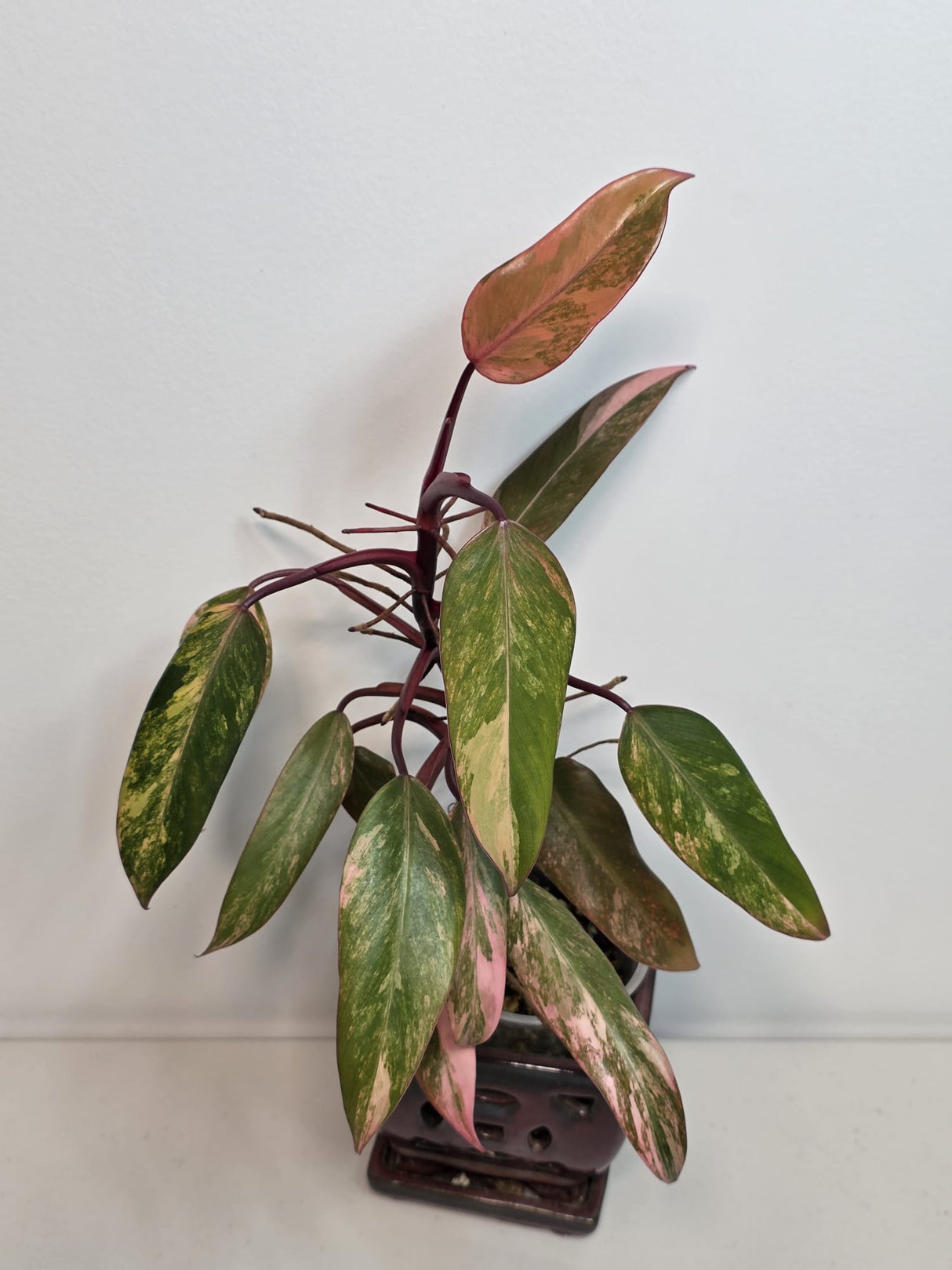 Variegated Philodendron Strawberry Shake - Rare Variegated Strawberry Collector Plant - Exact Same Plant - US Seller