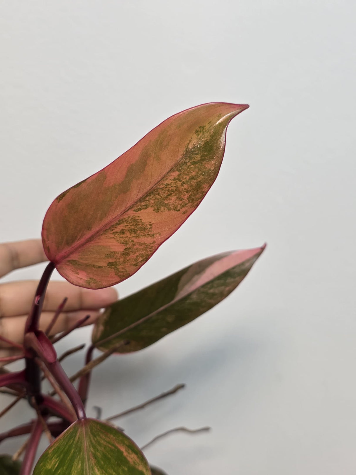 Variegated Philodendron Strawberry Shake - Rare Variegated Strawberry Collector Plant - Exact Same Plant - US Seller