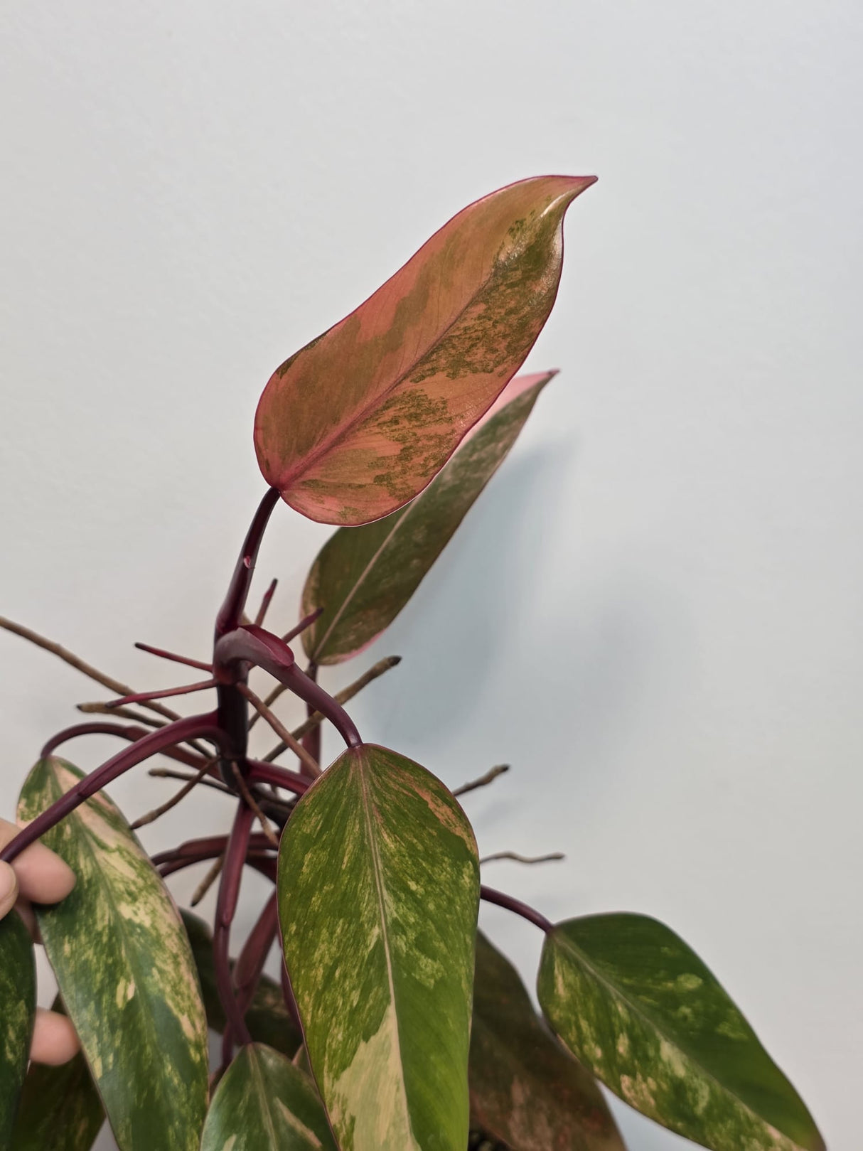 Variegated Philodendron Strawberry Shake - Rare Variegated Strawberry Collector Plant - Exact Same Plant - US Seller
