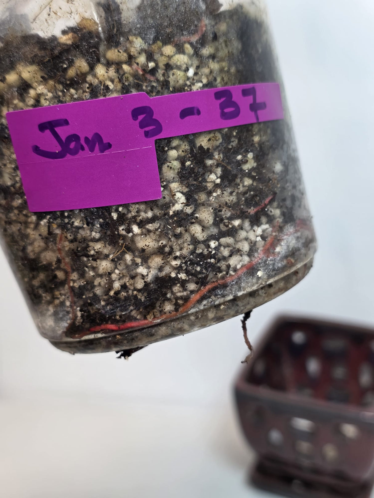 Variegated Philodendron Strawberry Shake - Rare Variegated Strawberry Collector Plant - Exact Same Plant - US Seller