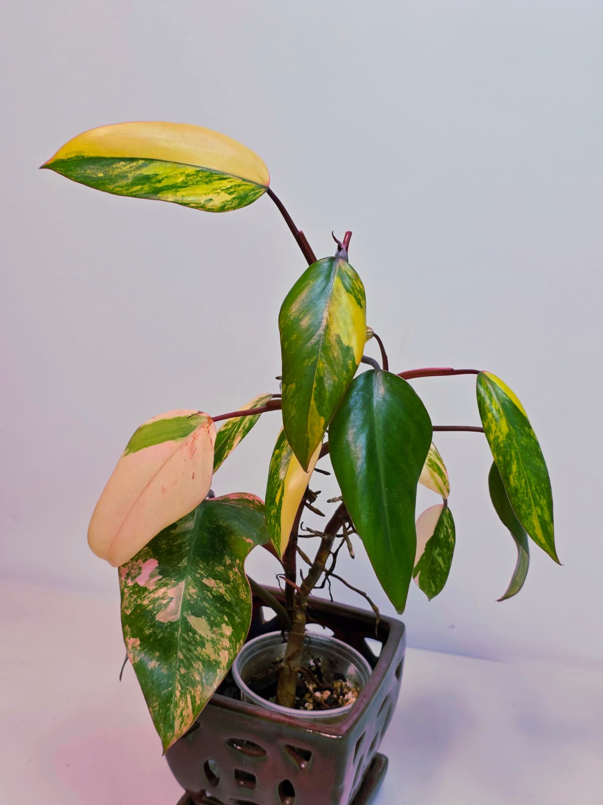 High Variegated Philodendron Strawberry Shake - Rare Pink Collector Plant - Gift Indoor Live Plant - Exact Same Plant - US Seller