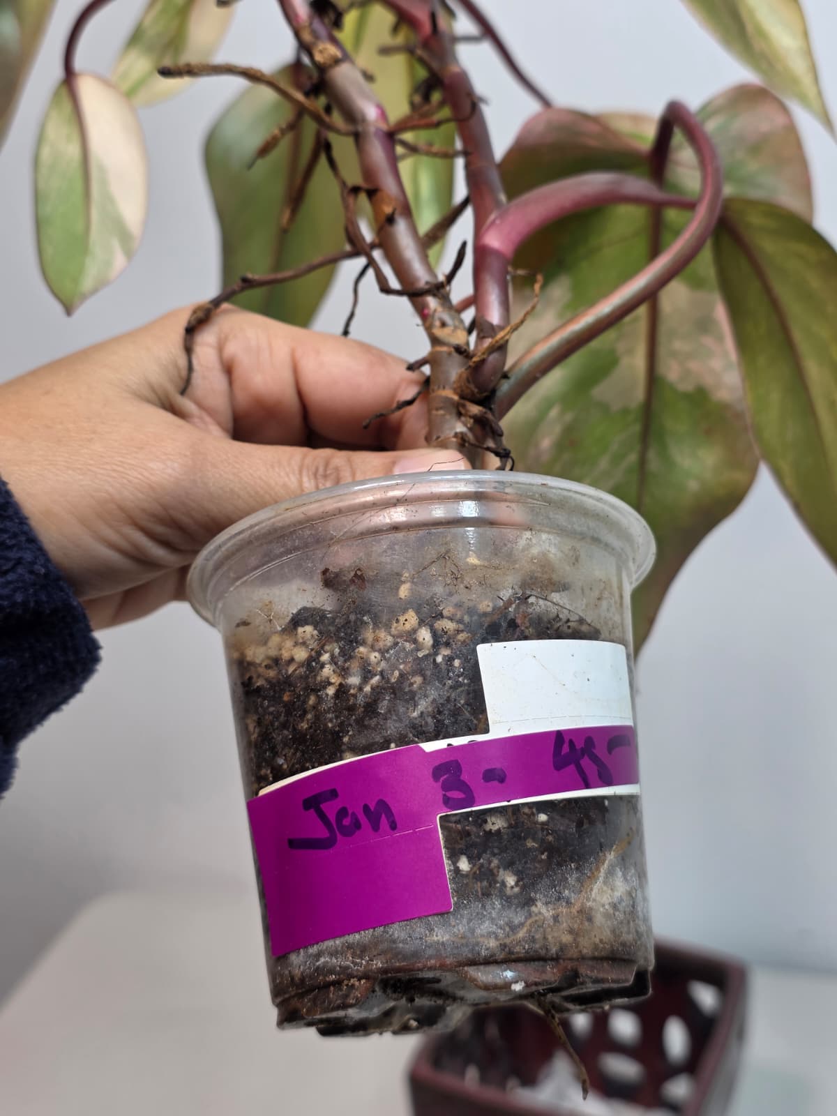 High Variegated Philodendron Strawberry Shake - Rare Pink Collector Plant - Gift Indoor Live Plant - Exact Same Plant - US Seller