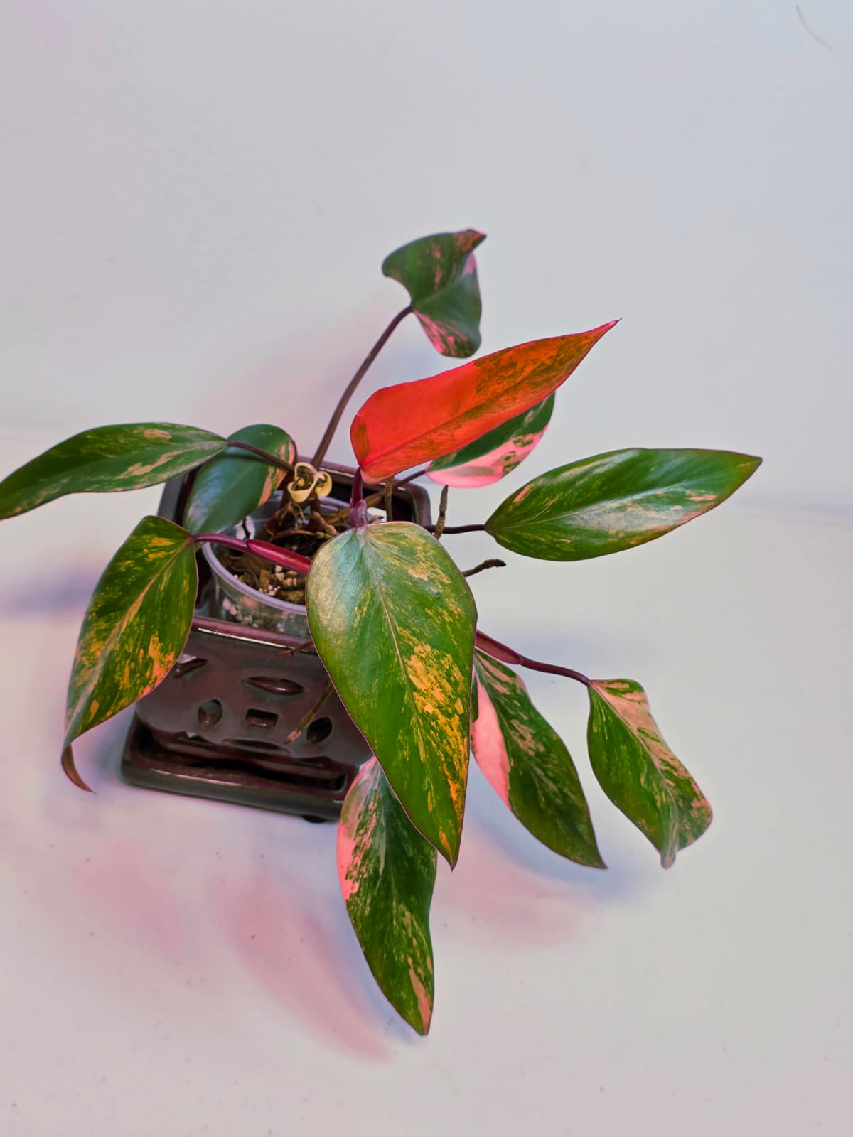 High Variegated Philodendron Strawberry Shake - Rare Pink Collector Plant - Gift Indoor Live Plant - Exact Same Plant - US Seller