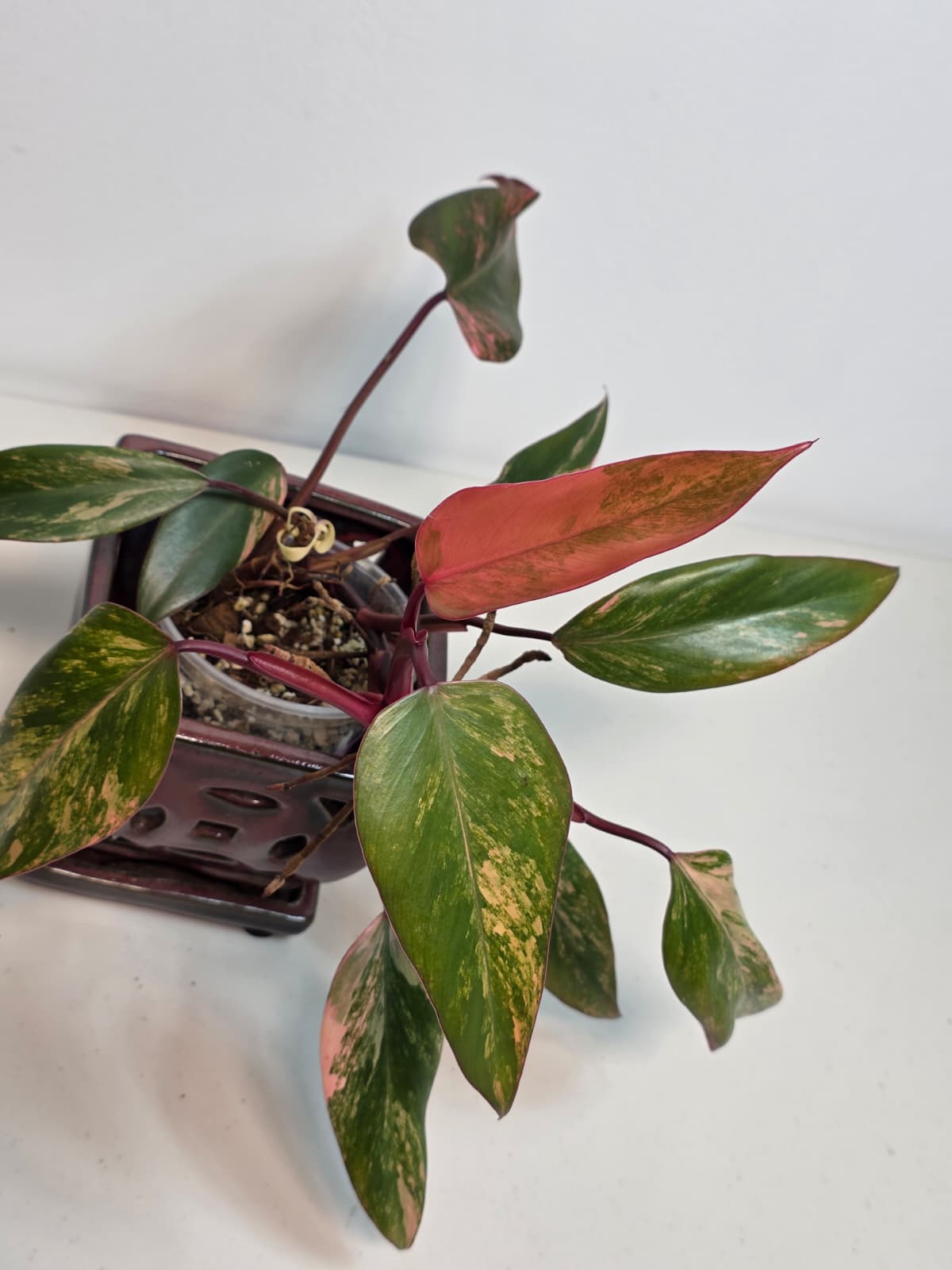 High Variegated Philodendron Strawberry Shake - Rare Pink Collector Plant - Gift Indoor Live Plant - Exact Same Plant - US Seller