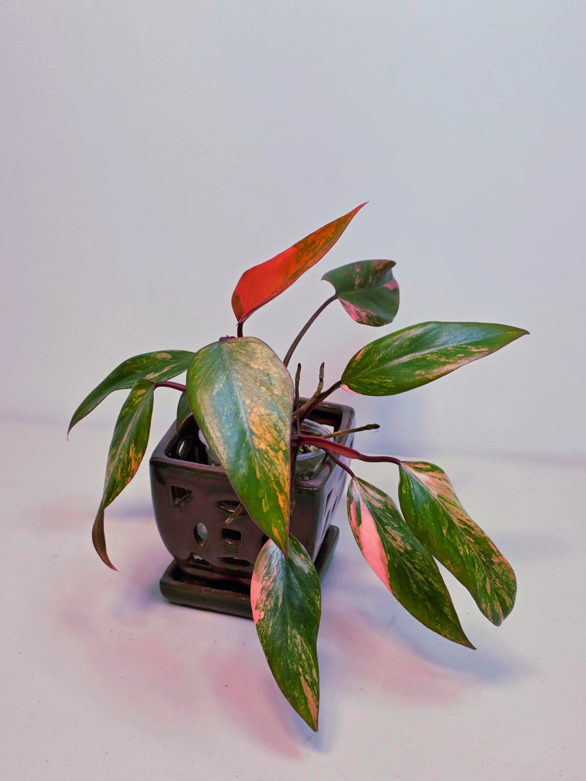 High Variegated Philodendron Strawberry Shake - Rare Pink Collector Plant - Gift Indoor Live Plant - Exact Same Plant - US Seller