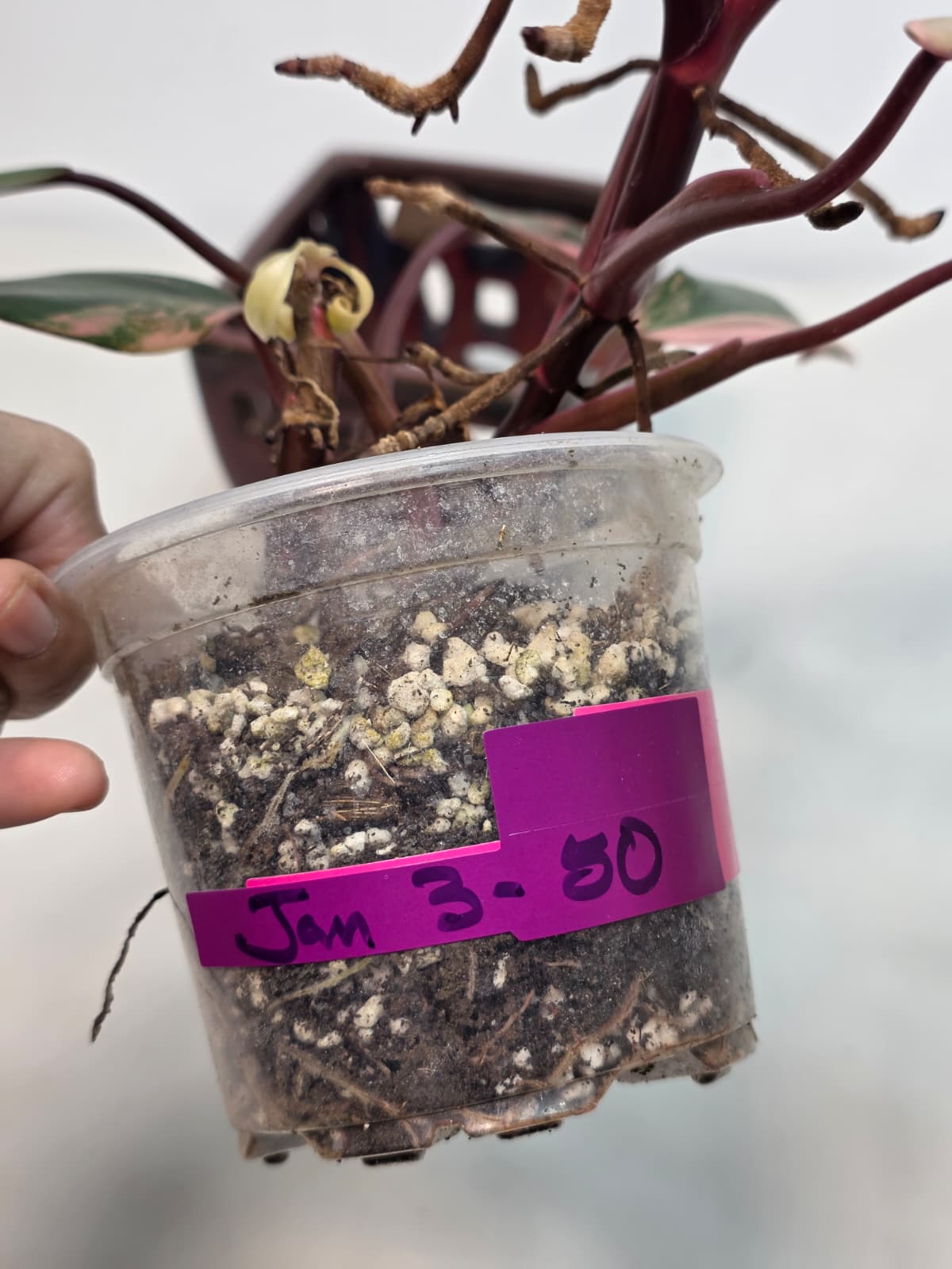 High Variegated Philodendron Strawberry Shake - Rare Pink Collector Plant - Gift Indoor Live Plant - Exact Same Plant - US Seller