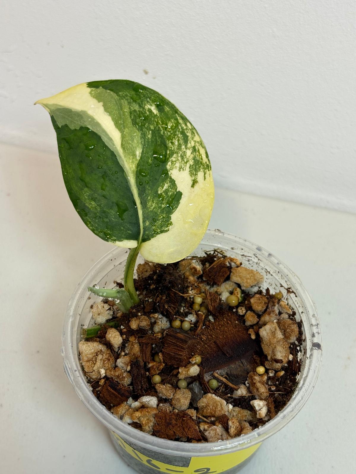 Variegated Scindapsus Pictus 'Jade Satin' Plant in a Nursery Pot - Rare Collector Plant - Exact SAME Plant - US Seller