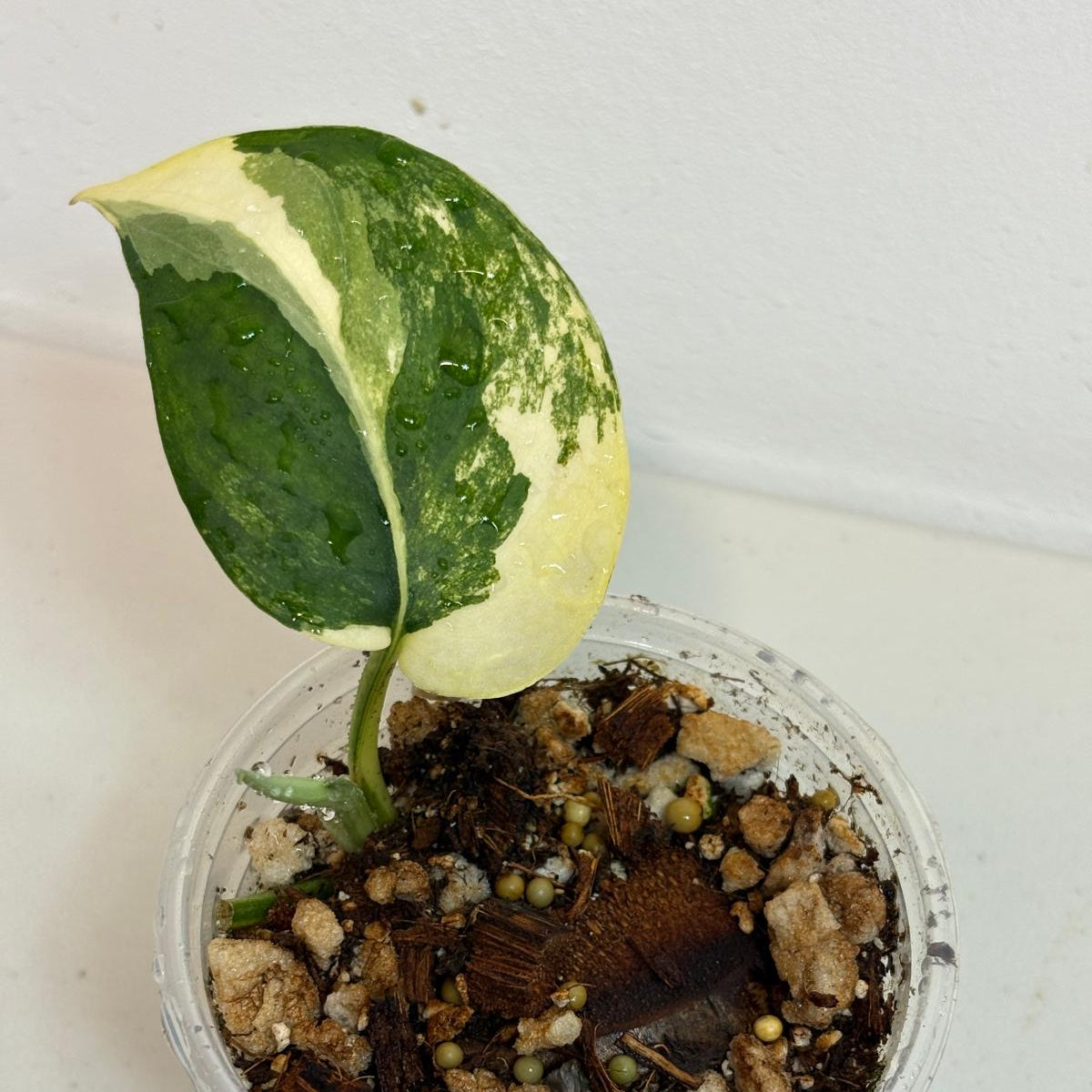 Variegated Scindapsus