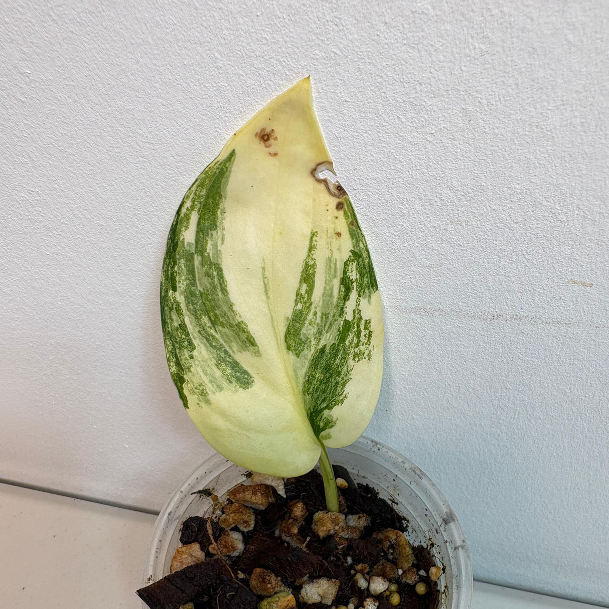 variegated rare plant