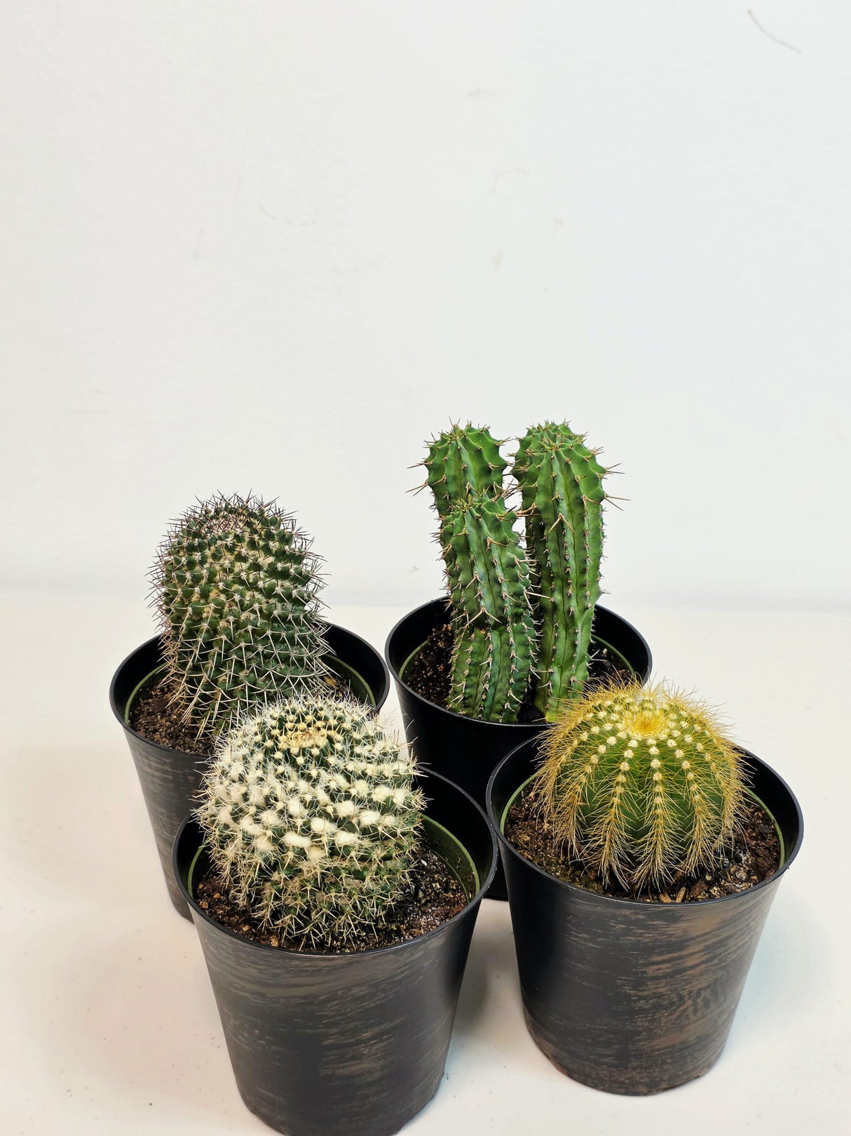 Assorted Live Cactus Plants Set in 4" Decorative Pot - Easy Care Indoor & Outdoor Cacti - Mixed Cactus Collection - Succulent Gift Set