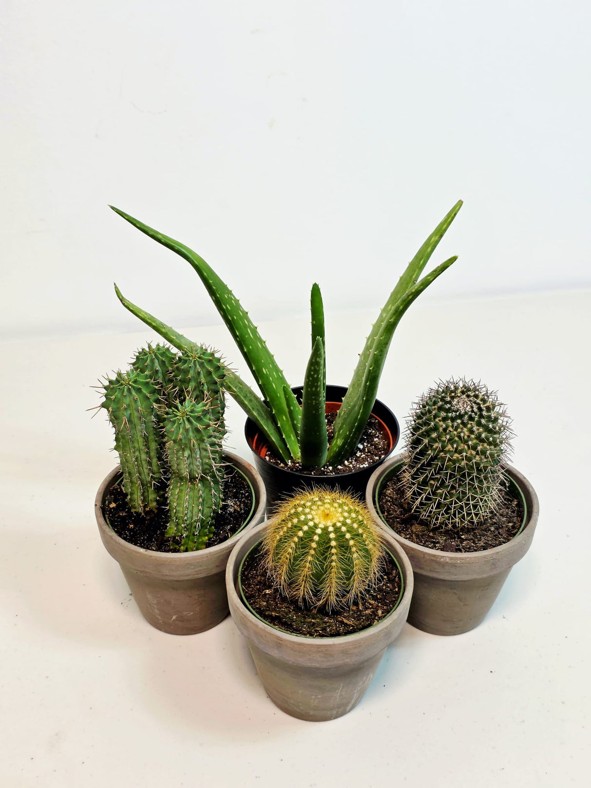 Assorted Live Cactus Plants Set in 4" Decorative Pot - Easy Care Indoor & Outdoor Cacti - Mixed Cactus Collection - Succulent Gift Set