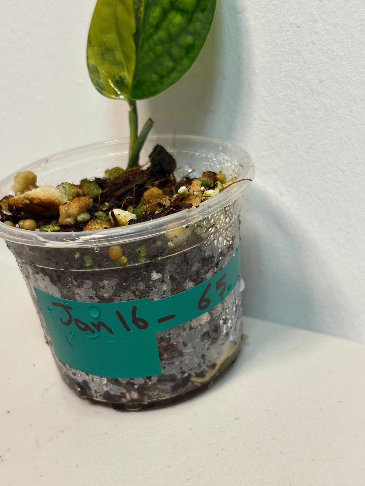 Variegated Monstera Peru in a Nursery Pot | Live Rare Houseplants | Air Purifying Plant | Monstera Peru Single Leaf Plant - US Seller