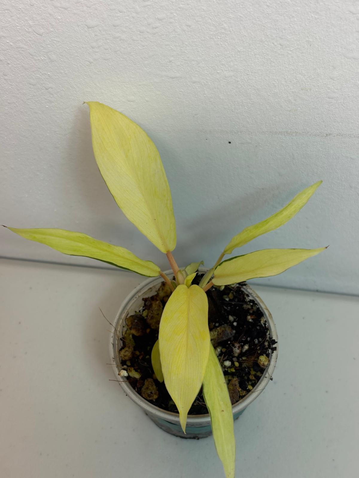 Variegated Philodendron