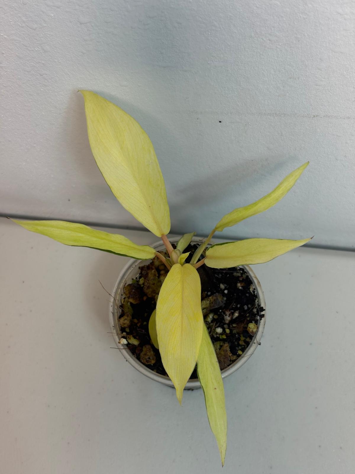 Variegated Philodendron Thai Sunrise