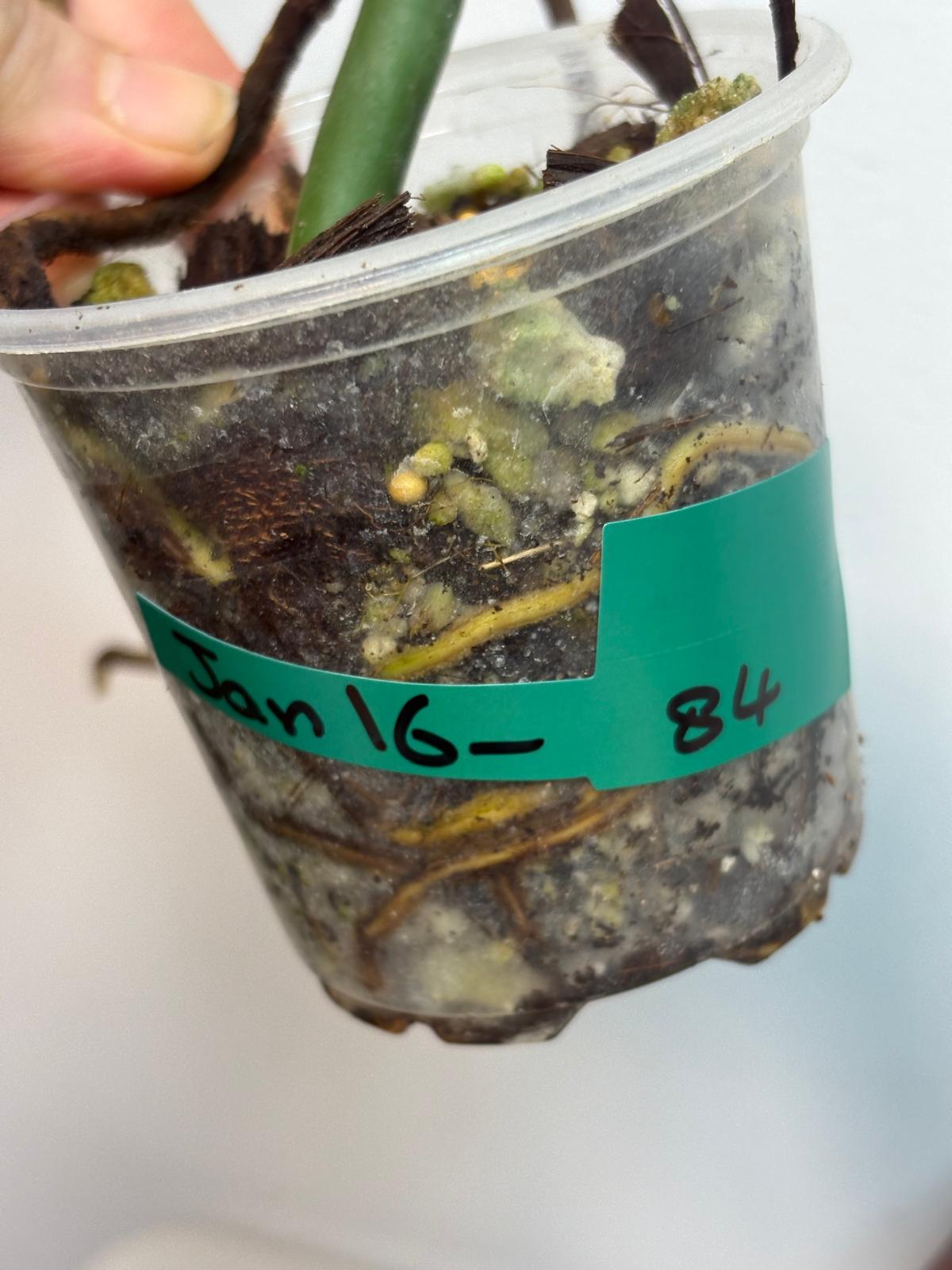 white monstera plant