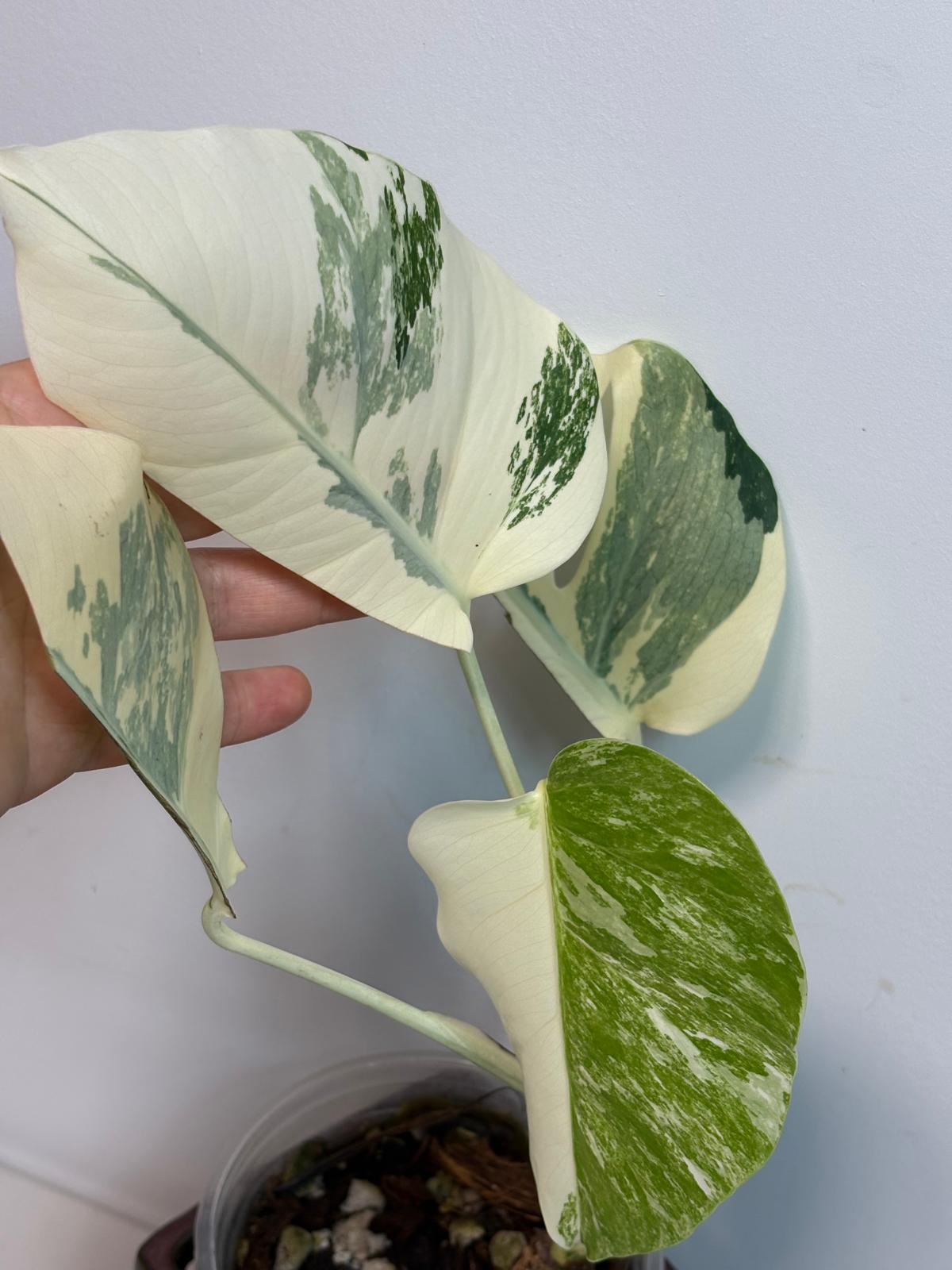 White Monstera Albo Variegated