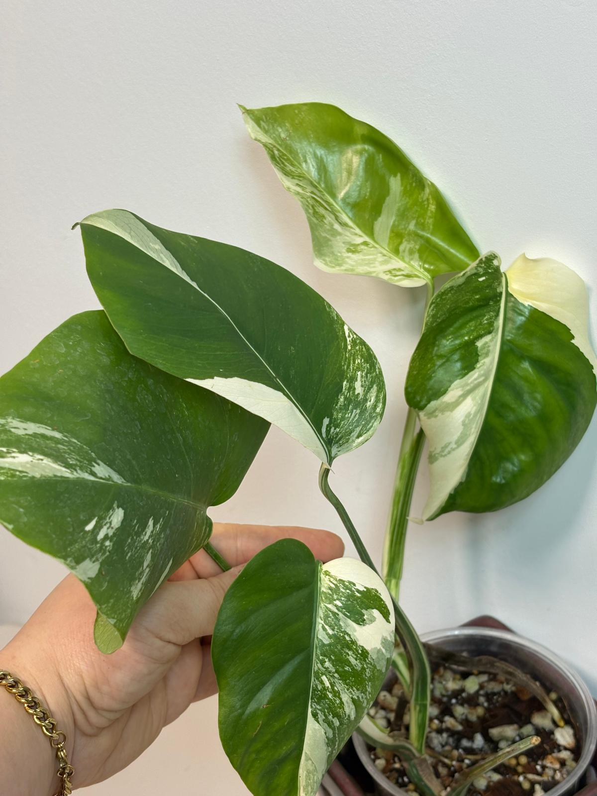 Rare Monstera Albo Variegated