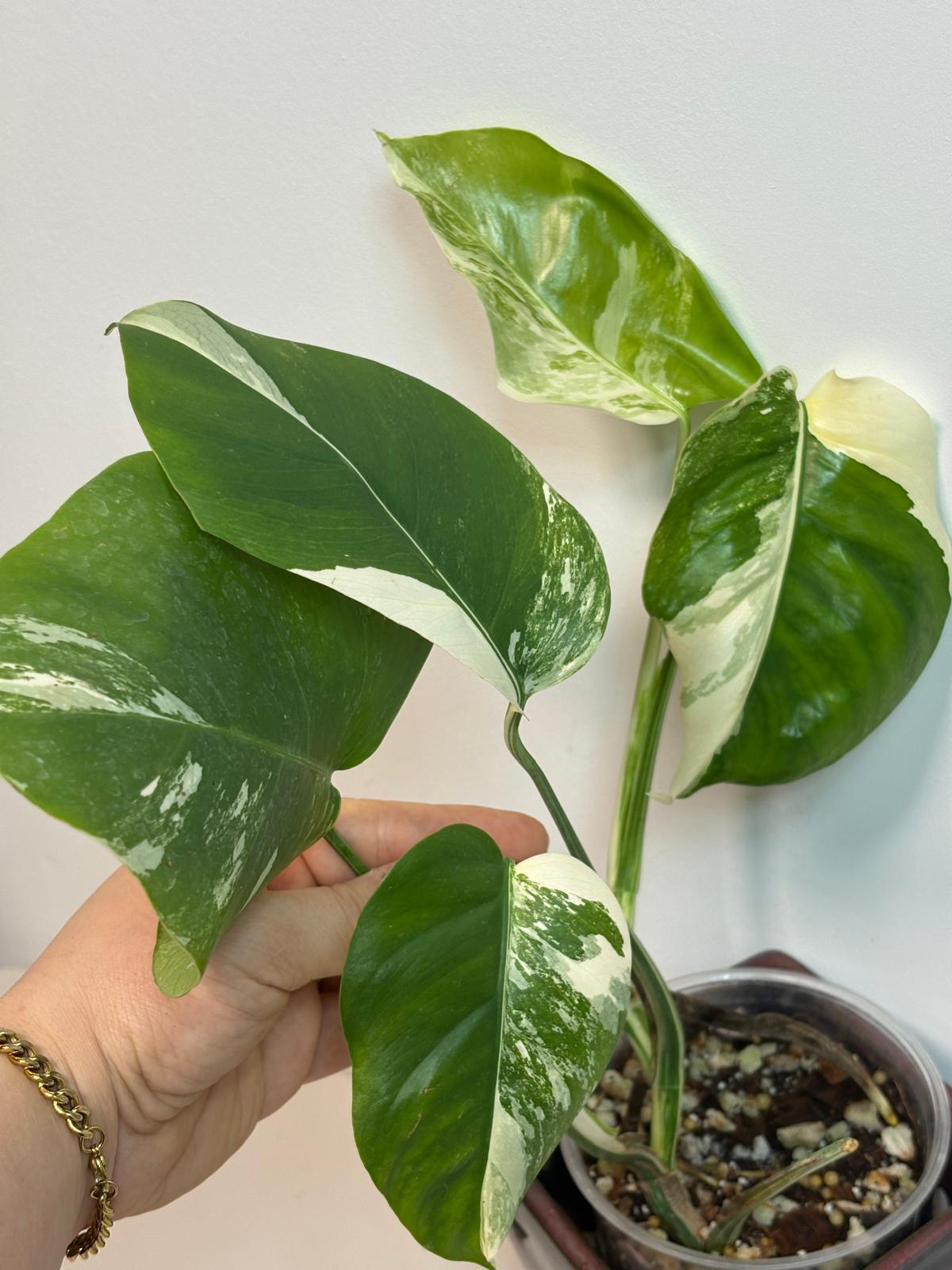 Rare Monstera Albo Variegated