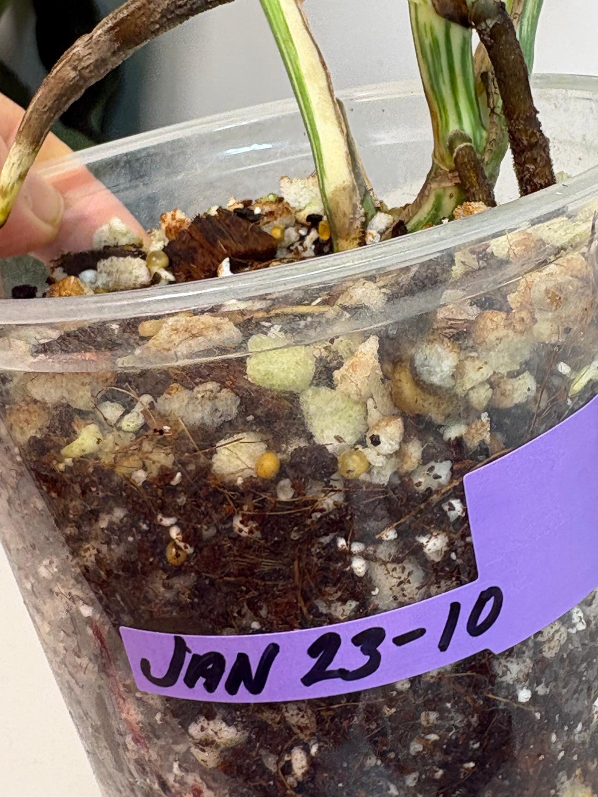 Rare Monstera Albo Variegated