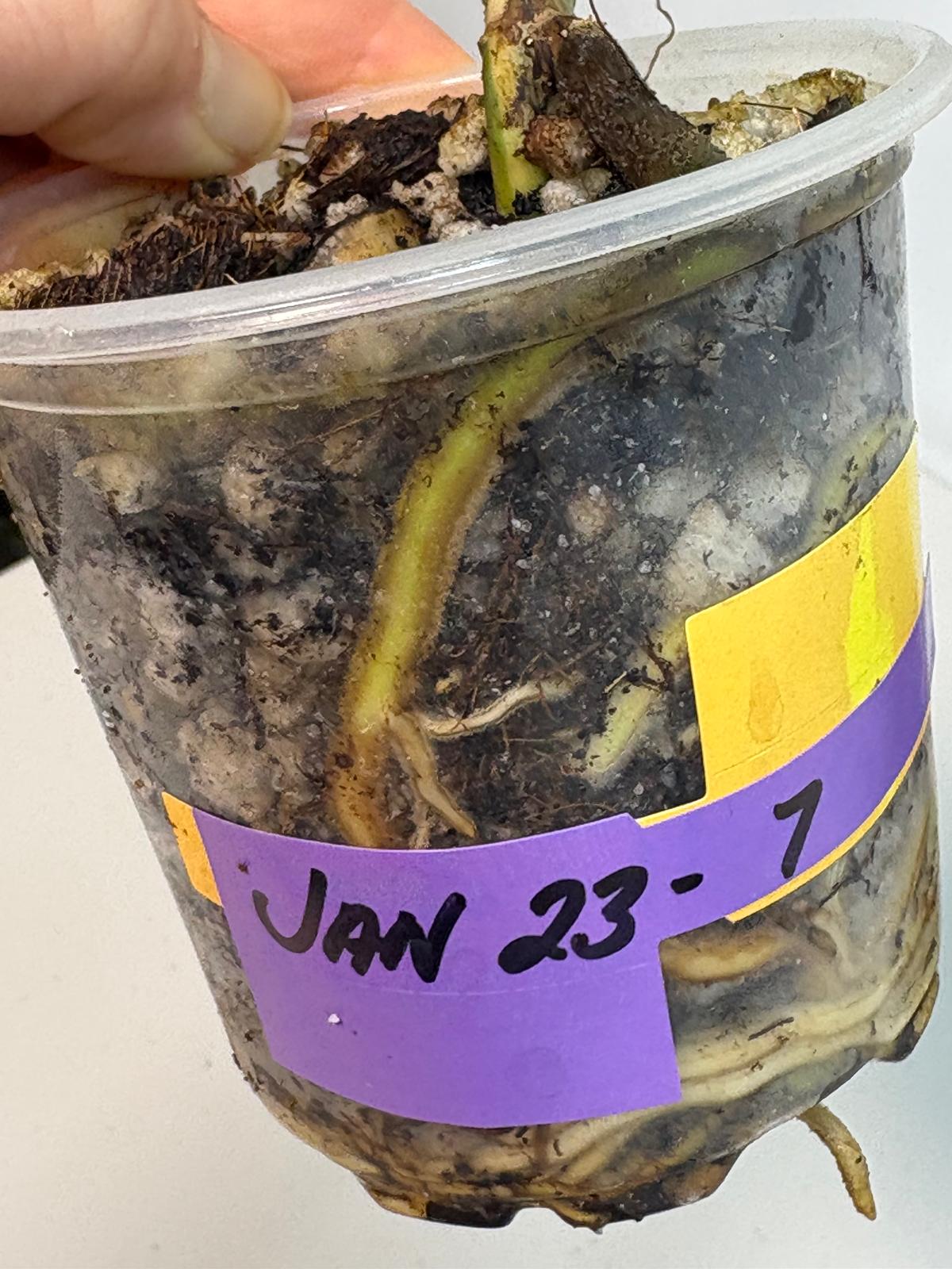 Rare Monstera Albo baby Leaf Plant