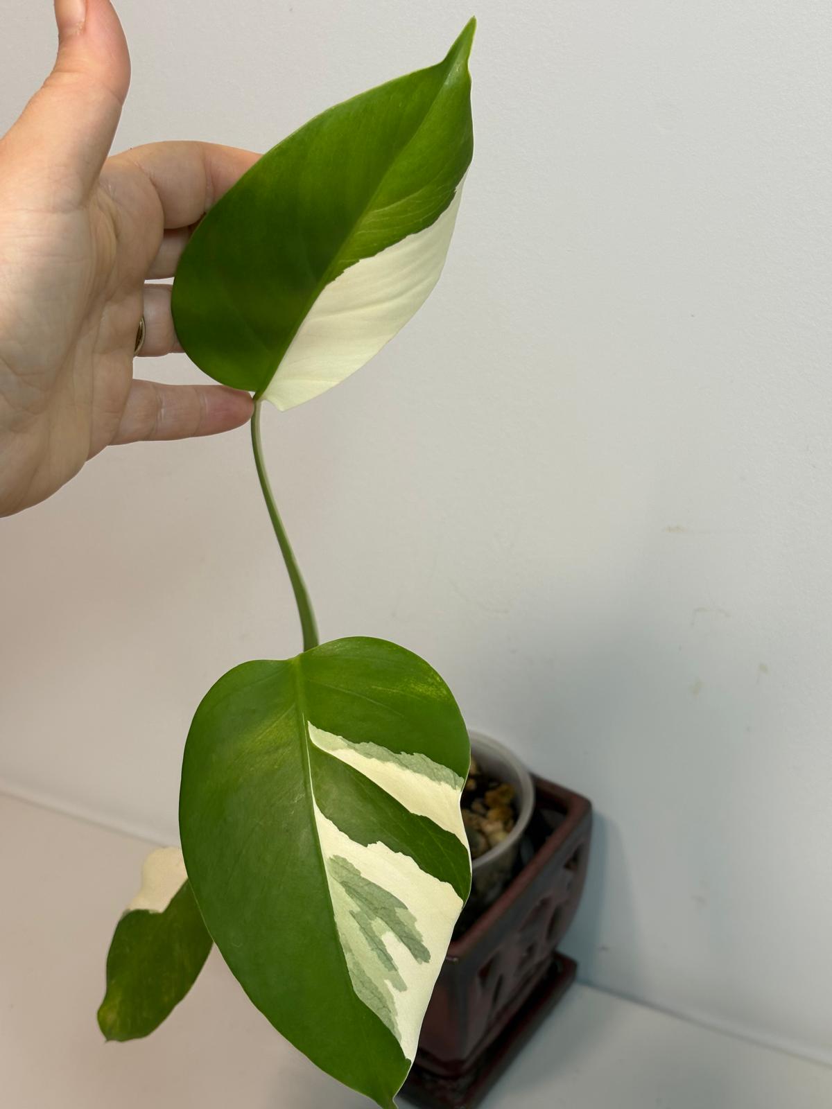Monstera Albo Borsigiana Plant