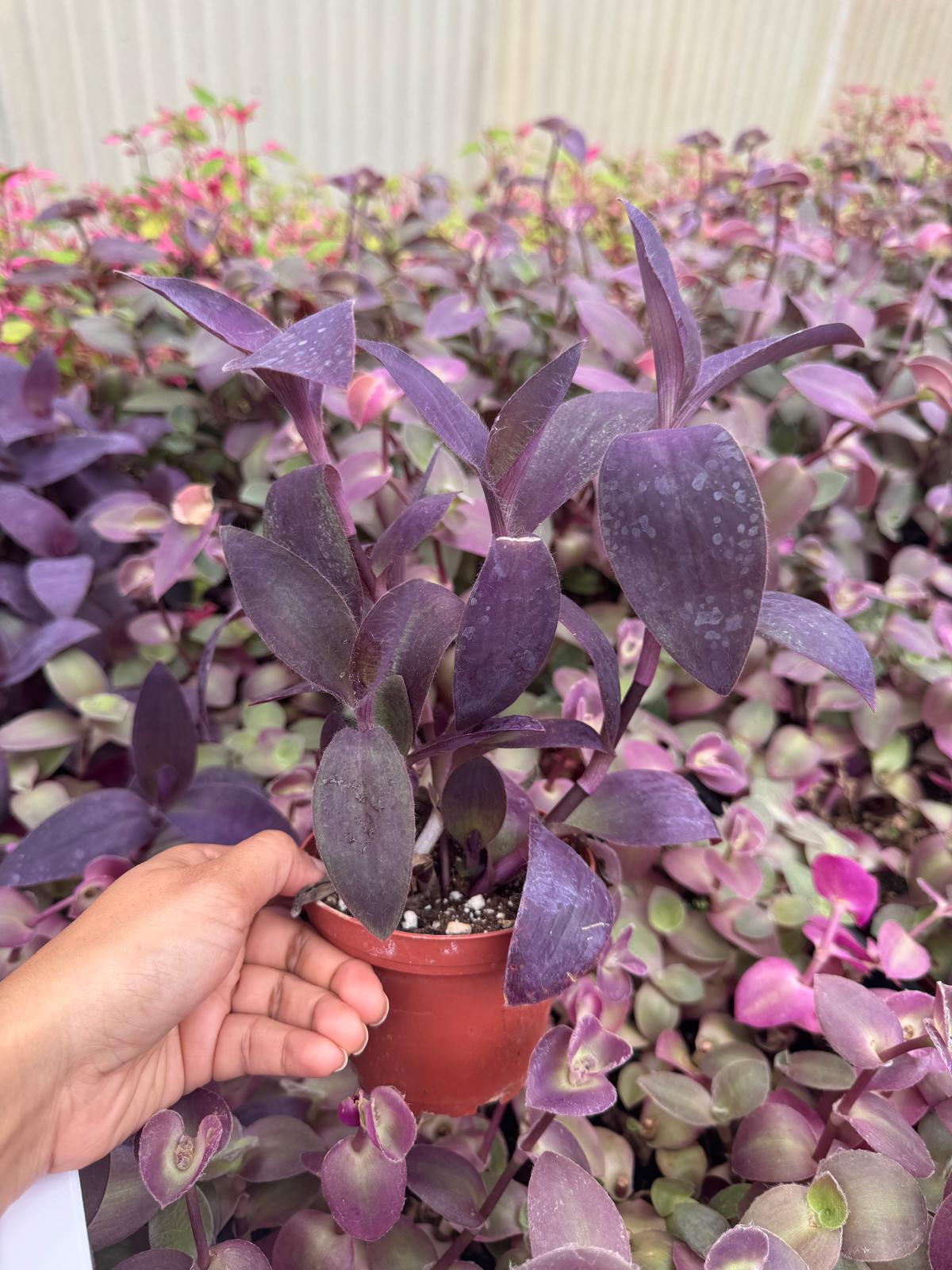 4” Purple Hearts (Wholesale Indoor Plant Case of 10 Pots)