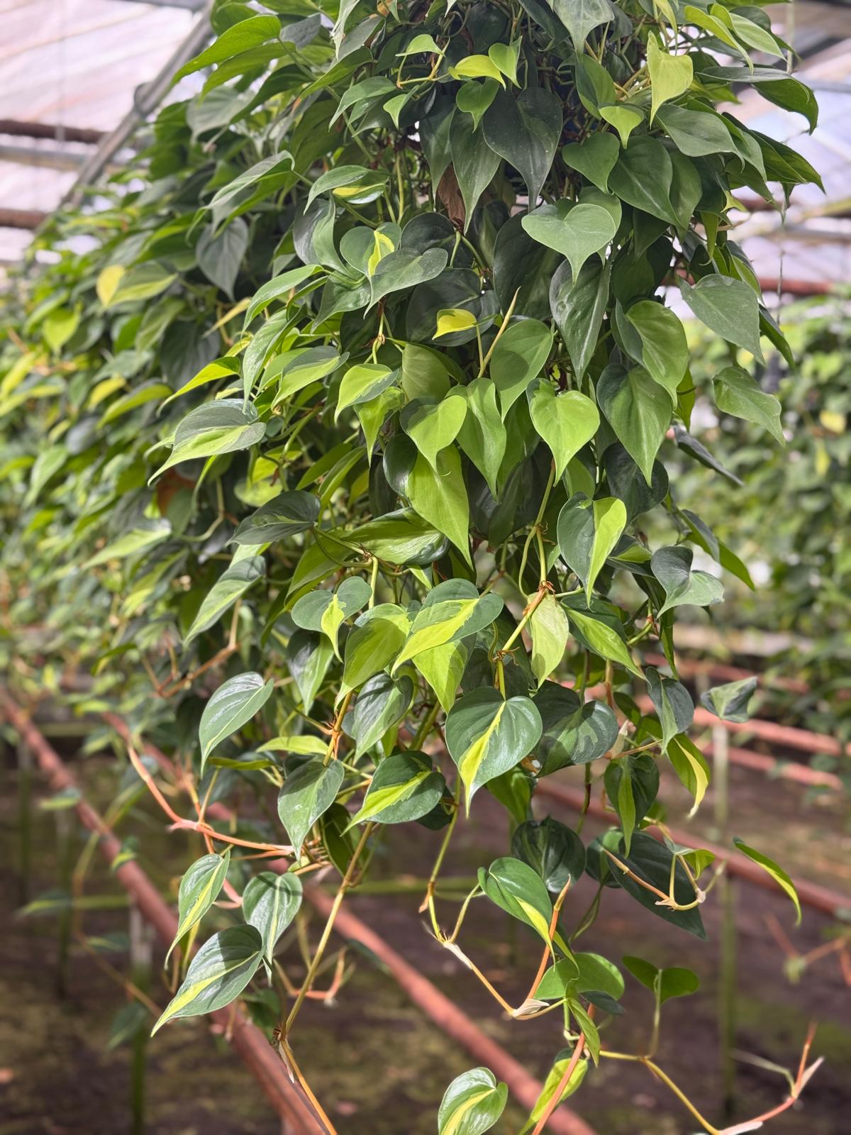 8” HB Philodendron Brazil – Wholesale Indoor Plant (Case of 10 HB)