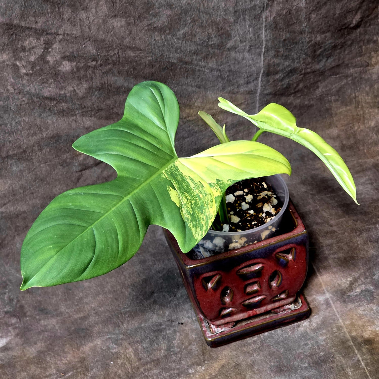 Variegated Philodendron Bipennifolium in a Nursery Pot - Bipennifolium Potted Plant - Exact SAME Live Plant - US Seller